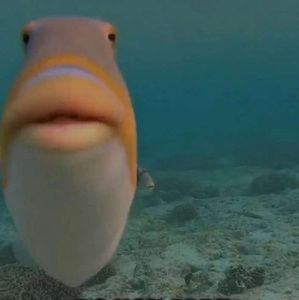 Meet your Posher, Eli